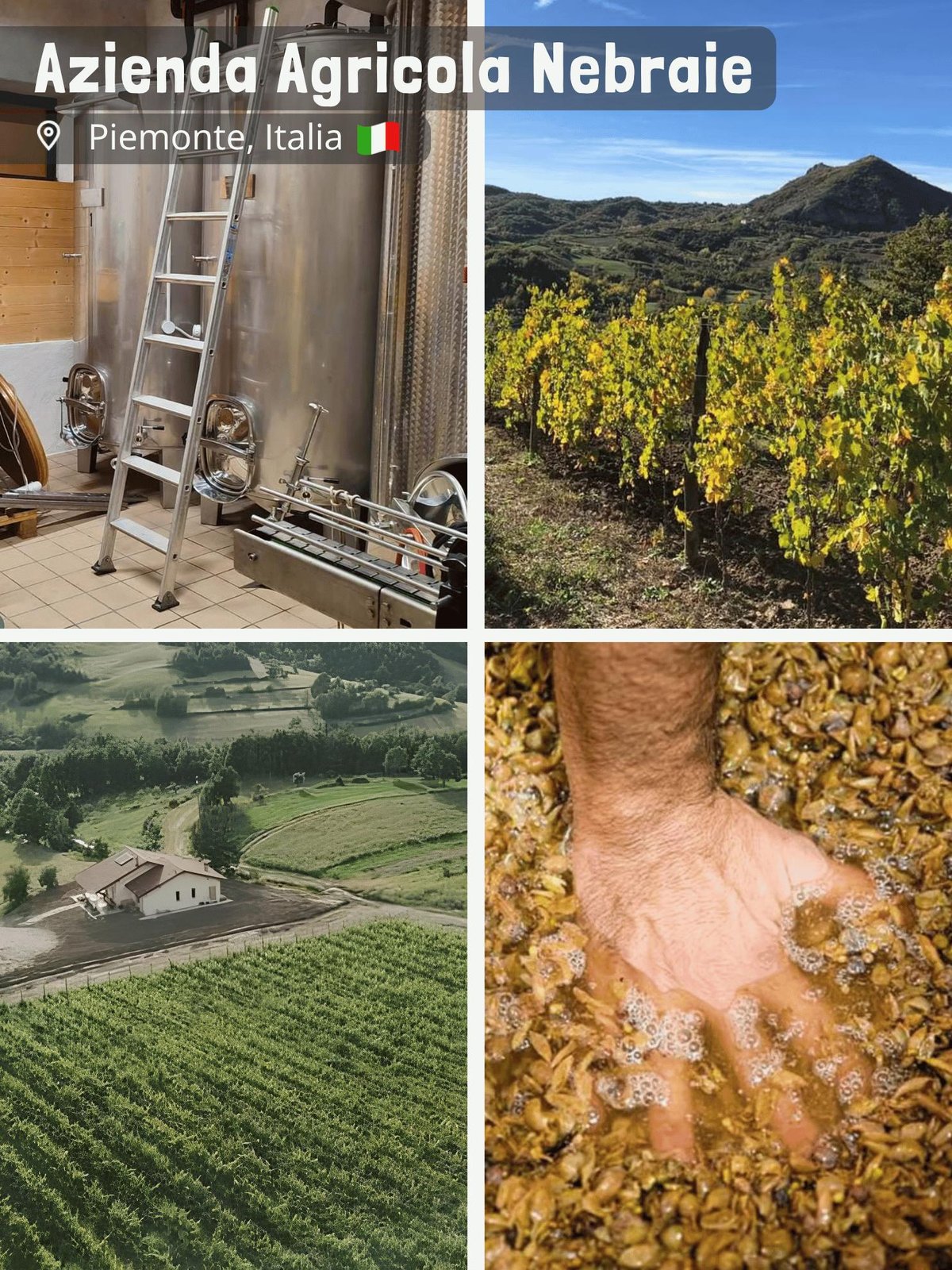 Azienda Agricola Nebraie - Andrea Tacchella